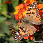 Painted Lady