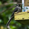 Tufted Titmouse (Black-Crested Morph.)