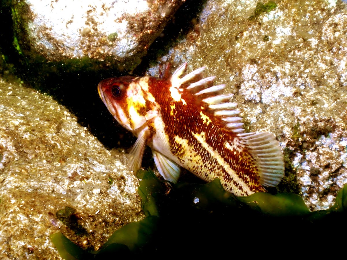 Puget Sound Rock Fish