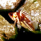 Puget Sound Rock Fish