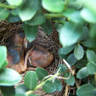 house sparrow hatchlings
