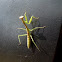 praying mantis