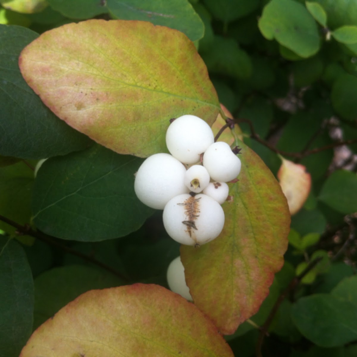 Snowberry