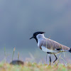 River Lapwing