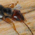 European Earwig