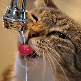Thirsty by Andrew Halpern - Animals - Cats Portraits