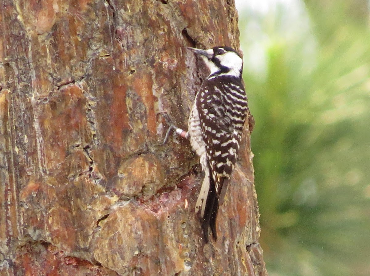 Red-cocaded Woodpecker