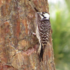 Red-cocaded Woodpecker