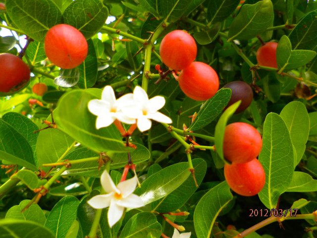 karanda / samarinda fruit/ natal plum