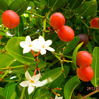 karanda / samarinda fruit/ natal plum