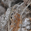 Tyrrhenian wall lizard