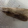 Moth