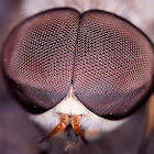 Horse-Fly