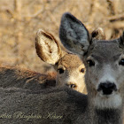 (Female) Mule Deer