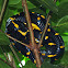 Gold-Ringed Cat Snake 
