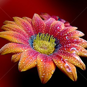 Beautiful colors by Biljana Nikolic - Flowers Single Flower