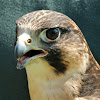 Falcon (hybrid)