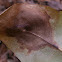 Leaf Spot Fungus?
