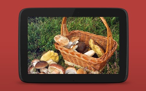 Pilze sammeln & bestimmen PRO Screenshots 15