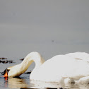 Mute Swan