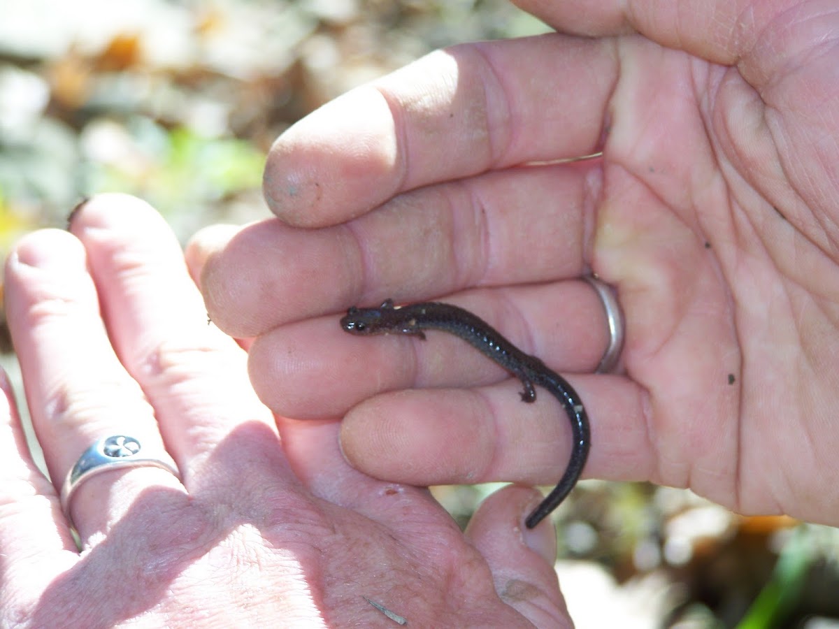 Jefferson Salamander