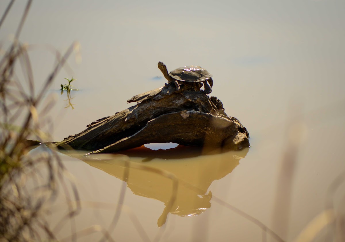 Mud Turtle