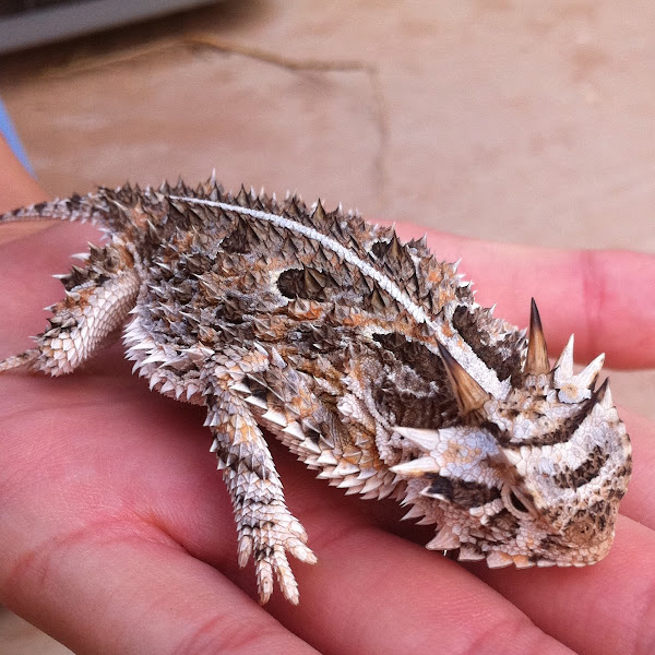 Horned Toad Project Noah