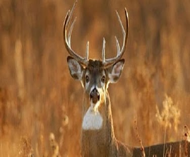 How to install Deer Call patch 2.0.0 apk for laptop