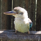 Blue-winged Kookaburra (male)