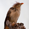 Guira Cuckoo