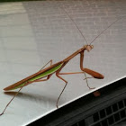 Chinese Mantis