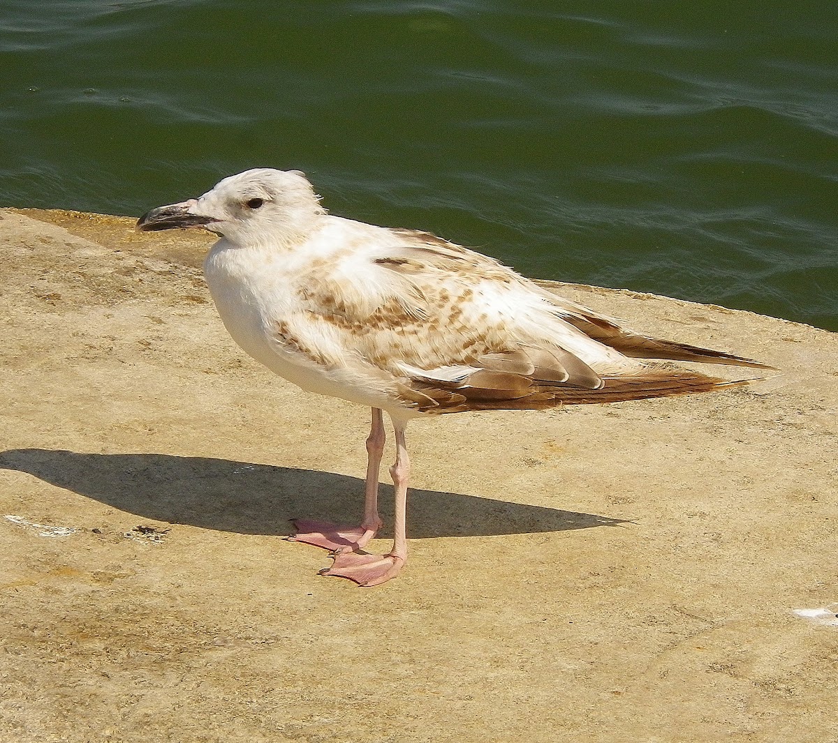 Caspian Gull, galeb klaukavac