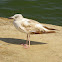 Caspian Gull, galeb klaukavac