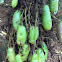 Bilimbi / Cucumber tree