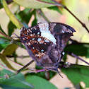 Jazzy Leafwing