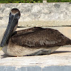 Brown Pelican (juvenile)