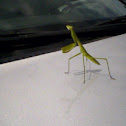 Praying mantis, either European mantid or (most likely) Chinese mantid.