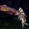 Bigfin Reef Squid