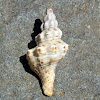 Short-tailed Latirus Snail Shell