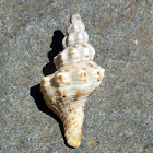 Short-tailed Latirus Snail Shell