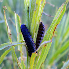 Unknown Larvae