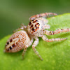Garden jumping spider