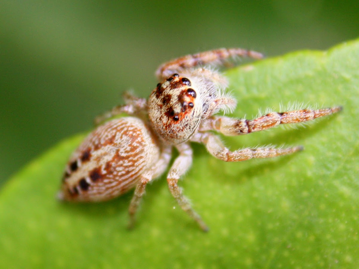 Garden jumping spider