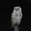 Turkoman Eagle owl