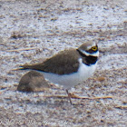 Little Ringed Plover; Chorlitejo Chico