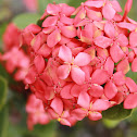 Santan Flowers