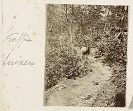 Man met een paard aan de hand loopt tussen de koffiestruiken