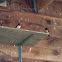 Barn swallow