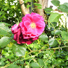 Red bush rose