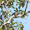 Chestnut-Eared Aracari